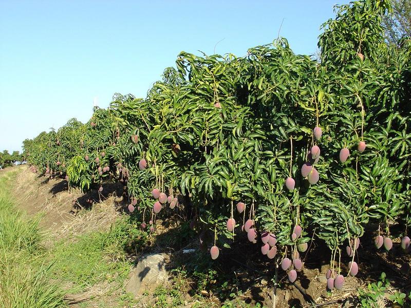 MODERNISATION DE LA FILIERE MANGUE EN CASAMANCE: l'USAID INJECTE PLUS DE 10 MILLIARDS DANS LA FILIERE