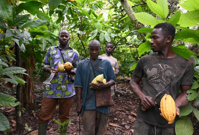 « La chute du cours du cacao a un lien direct avec la pauvreté qui sévit en Afrique de l’Ouest »