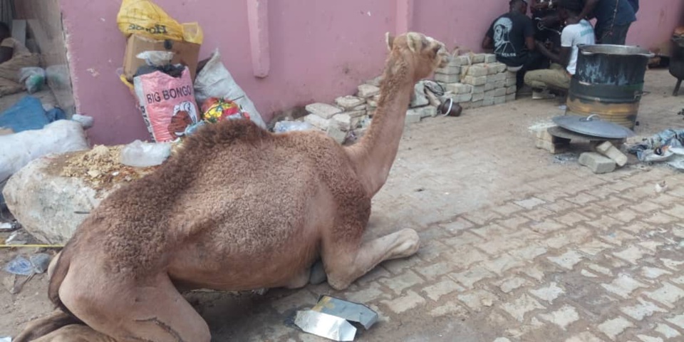 Un petit fils de Baye Niass offre un chameau à Ousmane Sonko pour son déjeuner royal