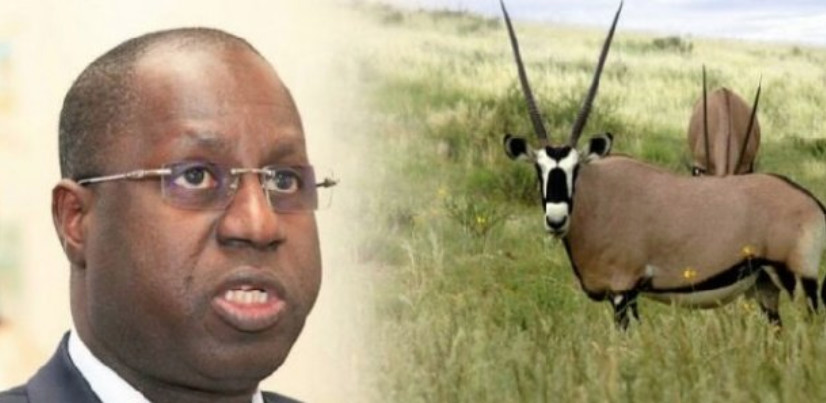 Abdou Karim Sall sur les gazelles mortes : "Cela ne m'ébranle pas…"