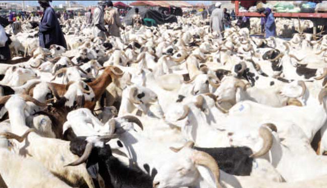 ZIGUINCHOR – Moutons de Tabaski : 3 000 têtes invendues