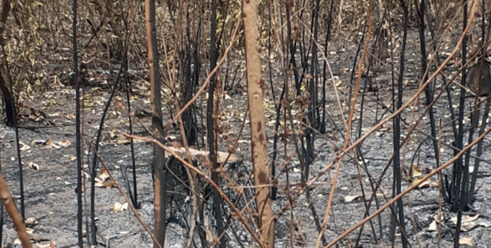 Pillage de la forêt casamançaise : La Gambie, refuge des trafiquants