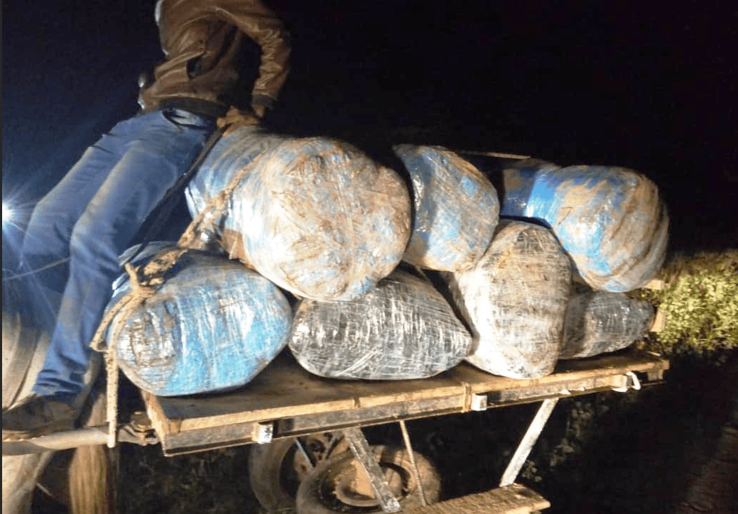 Lutte contre le trafic de drogue : l’Ocrtis Saisit 660 kilogrammes de chanvre indien