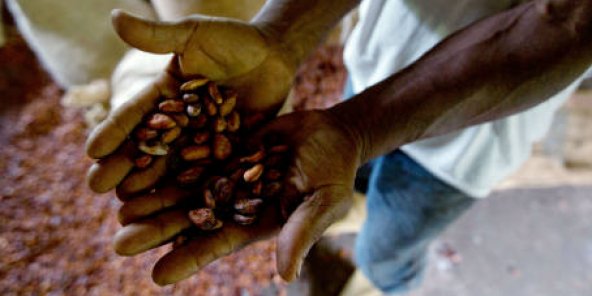 Cacao : l’entente historique entre le Ghana et la Côte d’Ivoire peut-elle faire plier les industriels ?