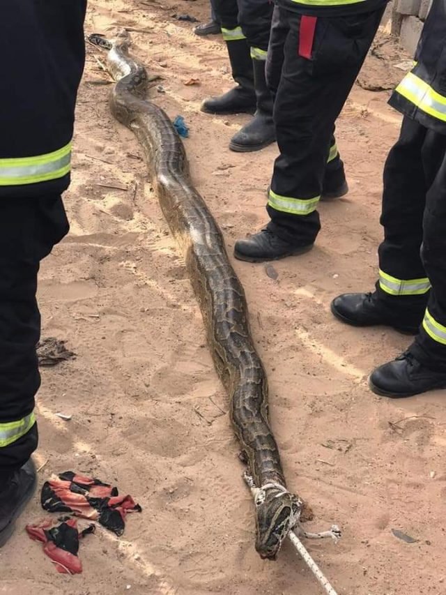 (3 photos) Arrêt sur images: Les pompiers capturent un gigantesque serpent à Keur Massar