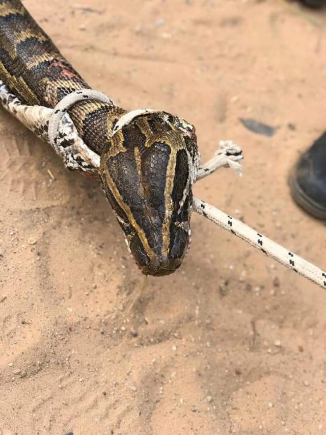 (3 photos) Arrêt sur images: Les pompiers capturent un gigantesque serpent à Keur Massar