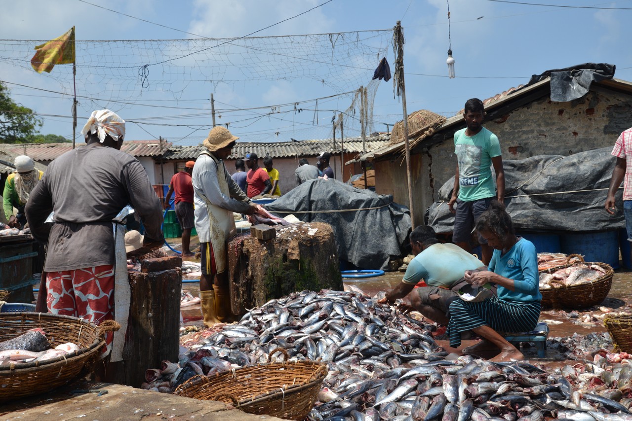 Ziguinchor / Covid-19: le prix du poisson a connu une hausse