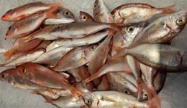 Ziguinchor:Interdiction de vente du poisson au 1er pont Lyndiane, les femmes dans le désarroi
