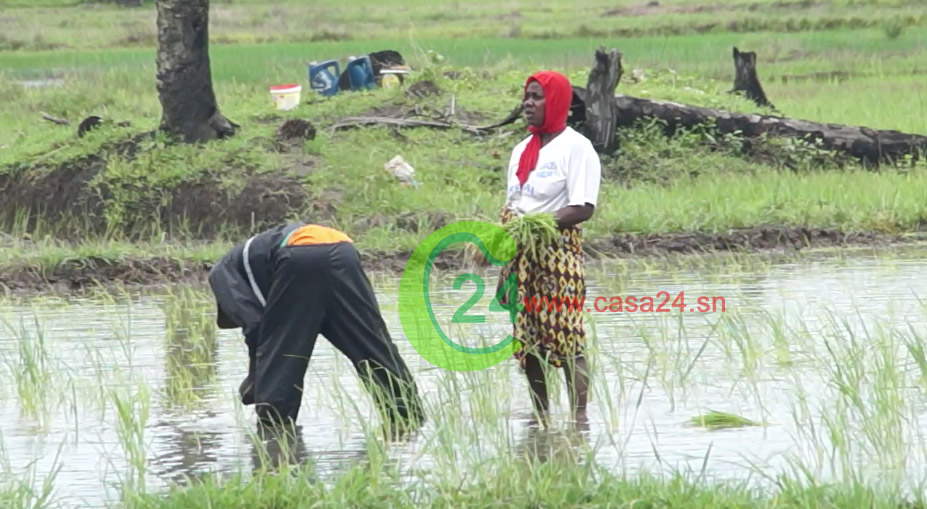 Projet pôle de développement de la Casamance : Plaidoyer pour la relance de la phase 2