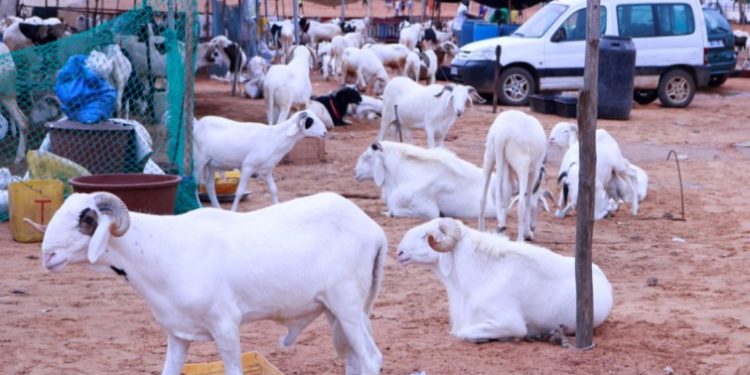 Aly Saleh Diop : « il y a un excédent de moutons sur le marché »