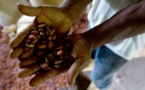 Cacao : l’entente historique entre le Ghana et la Côte d’Ivoire peut-elle faire plier les industriels ?