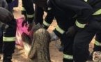 (3 photos) Arrêt sur images: Les pompiers capturent un gigantesque serpent à Keur Massar