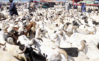 ZIGUINCHOR – Moutons de Tabaski : 3 000 têtes invendues