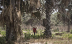 BOUTOUPA CAMARACOUNDA : DEUX CORPS SANS VIE RETROUVÉS DANS LA FORÊT DE BILASSE