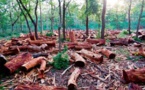 FORÊT DE BAYOTTE : 9 EXPLOITANTS FORESTIERS VIOLENTÉS PAR DES HOMMES ARMÉS PUIS LIBÉRÉS (SOURCE SÉCURITAIRE)