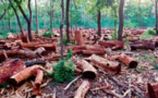 La forêt casamançaise : Zone à risque et sous le contrôle de bandes armées