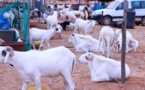 Aly Saleh Diop : « il y a un excédent de moutons sur le marché »