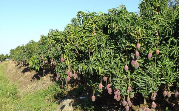 MODERNISATION DE LA FILIERE MANGUE EN CASAMANCE: l'USAID INJECTE PLUS DE 10 MILLIARDS DANS LA FILIERE