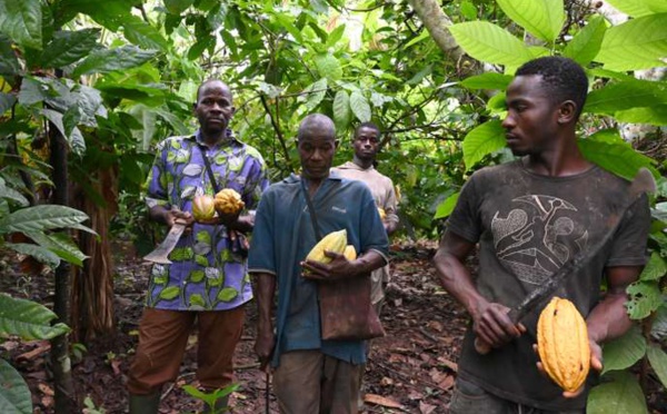 « La chute du cours du cacao a un lien direct avec la pauvreté qui sévit en Afrique de l’Ouest »