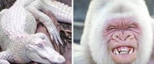  9 ANIMAUX ALBINOS LES PLUS BEAUX DU MONDE