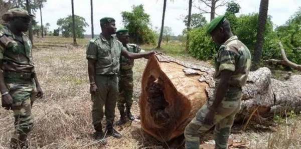 Coupe illicite de bois : 9 Burkinabés arrêtés à Kédougou