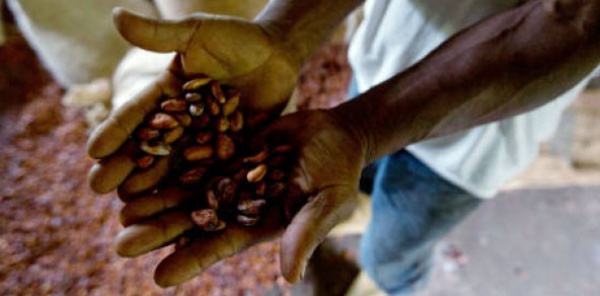 Cacao : l’entente historique entre le Ghana et la Côte d’Ivoire peut-elle faire plier les industriels ?