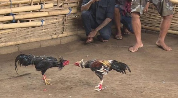 Un homme tué par un poulet «armé» lors d’un combat de coqs