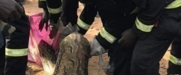 (3 photos) Arrêt sur images: Les pompiers capturent un gigantesque serpent à Keur Massar