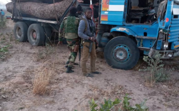 Trafic de bois : Deux camions Gambiens saisis à Sindian (Bignona)