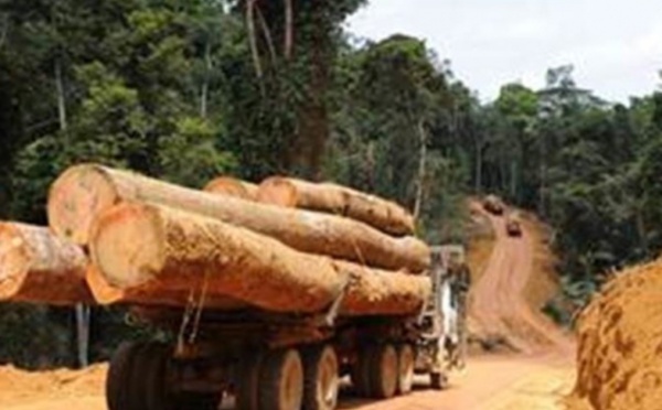 Pillage des forêts de la Casamance: deux camions remplis de bois saisis à Sindian