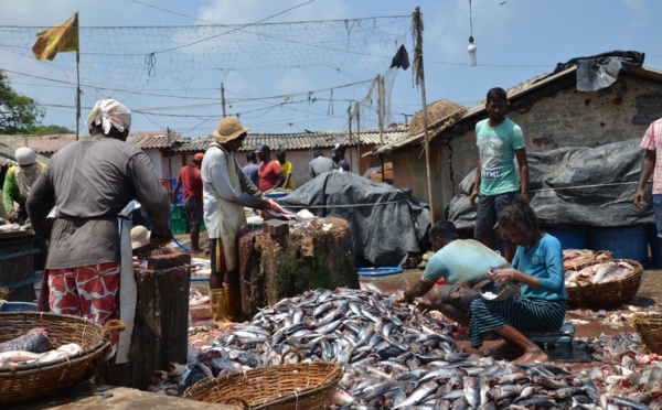 Ziguinchor / Covid-19: le prix du poisson a connu une hausse