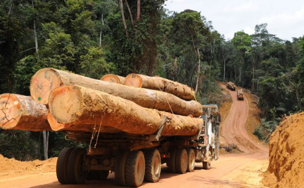 (VIDEO) Trafic de bois en Casamance : Le Colonel Major Baidy Ba hausse le ton