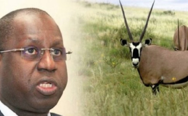 Abdou Karim Sall sur les gazelles mortes : "Cela ne m'ébranle pas…"