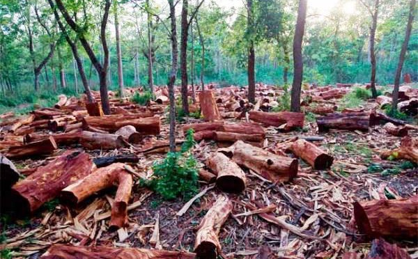 FORÊT DE BAYOTTE : 9 EXPLOITANTS FORESTIERS VIOLENTÉS PAR DES HOMMES ARMÉS PUIS LIBÉRÉS (SOURCE SÉCURITAIRE)