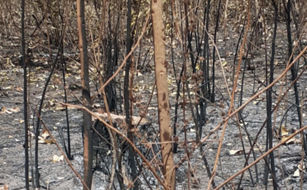 Pillage de la forêt casamançaise : La Gambie, refuge des trafiquants