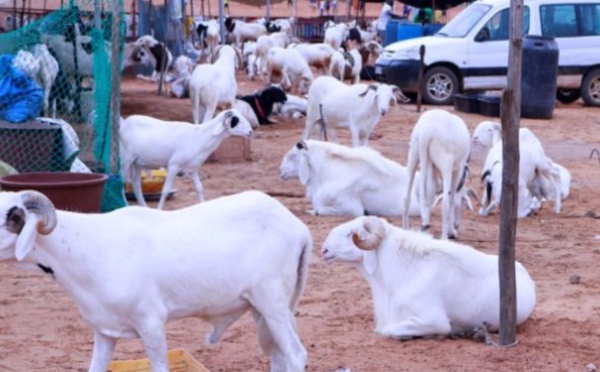 Aly Saleh Diop : « il y a un excédent de moutons sur le marché »