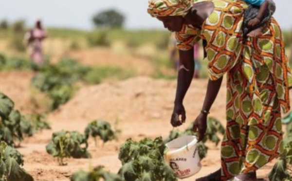 Insécurité alimentaire : Le Sénégal parmi les pays qui ont besoin d’une aide extérieure (FAO)