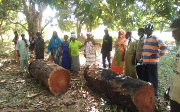 La Casamance a perdu plus de 10 000 hectares de forêts en raison de l’abattage illégal..